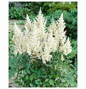 'Visions In White' Astilbe