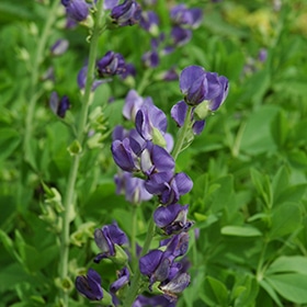 Blue False Indigo