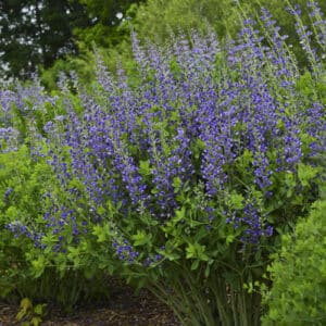 'Blueberry Sundae' False Indigo