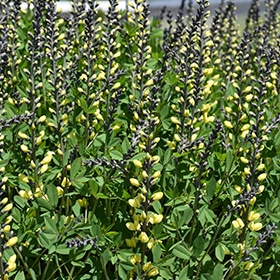 'Lemon Meringue' False Indigo