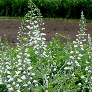 Wild White Indigo