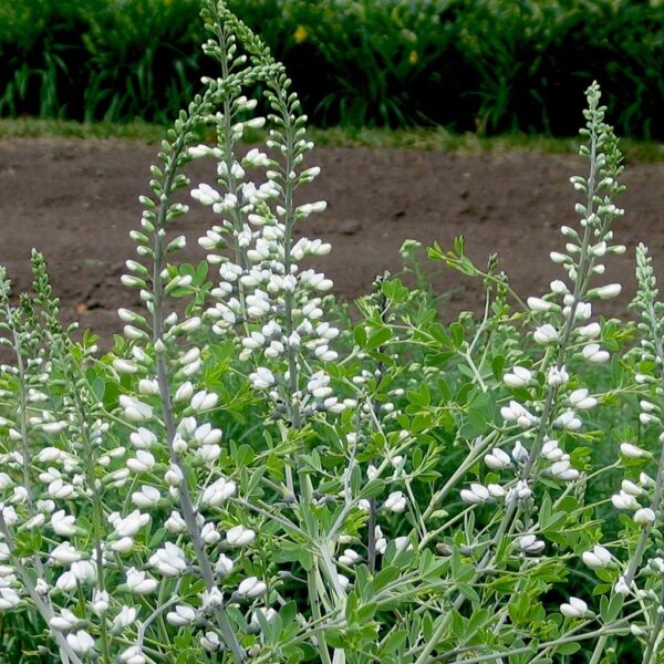 Wild White Indigo