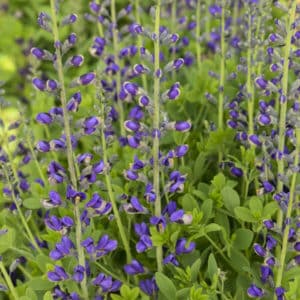 'Periwinkle Popsicle' False Indigo