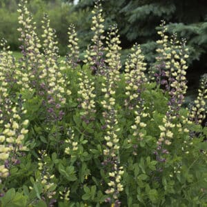 'Pink Lemonade' False Indigo