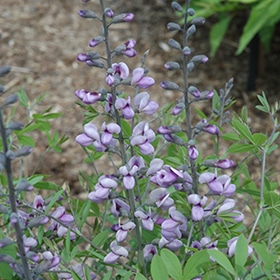'Purple Smoke' False Indigo