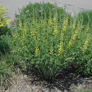 'Solar Flare' False Indigo