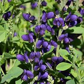 Sparkling Sapphires' False Indigo