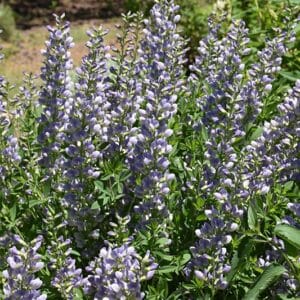 'Starlite Prairieblues' False Indigo