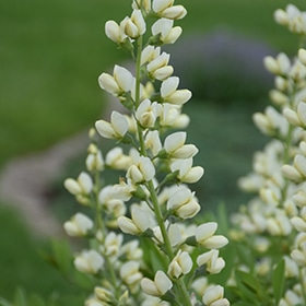 'Vanilla Cream' False Indigo #1