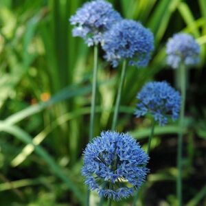 Allium caeruleum 20PK