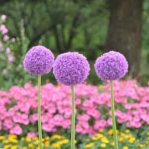 Allium giganteum 1PK
