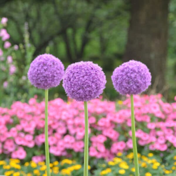 Allium giganteum 1PK