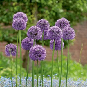 Allium Gladiator 2PK