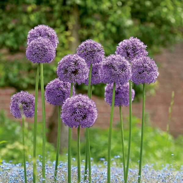 Allium Gladiator 2PK