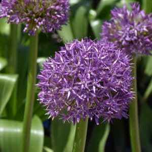 Allium Globemaster 1PK