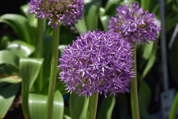 Allium Globemaster 1PK