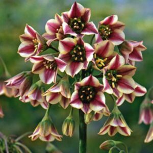 Allium Mediterranean Bell 12PK