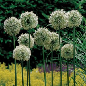 Allium Mount Everest 1PK