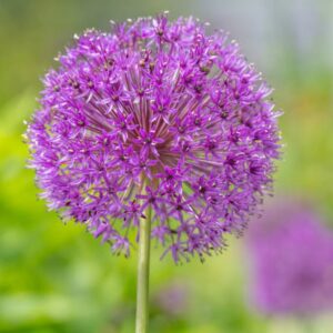Allium Purple Sensation 5PK
