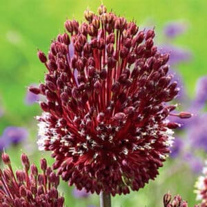 Allium Red Mohican 2PK