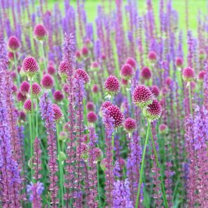 Allium Sphaerocephalon 30PK