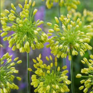 Allium Yellow Fantasy 10PK