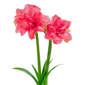 Amaryllis Dbl Candy Nymph 1PK