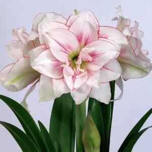 Amaryllis Elvas 1PK
