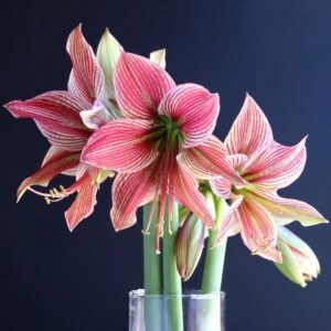 Amaryllis Exotic Star 1PK