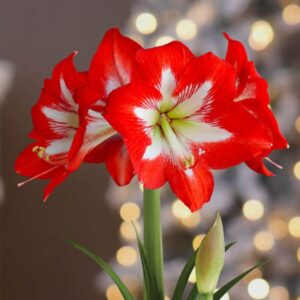 Amaryllis Full House 1PK