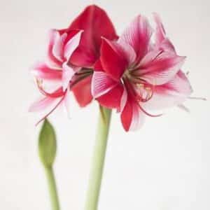 Amaryllis Gervase 1PK