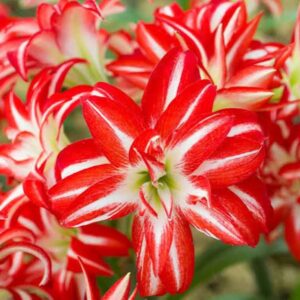 Amaryllis Splash 1PK
