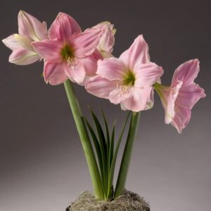 Amaryllis Sweet Star 1PK