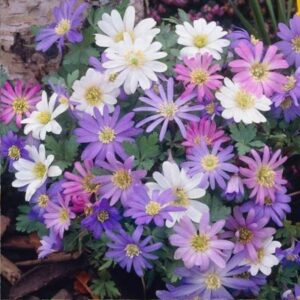 Anemone blanda Mix 15PK