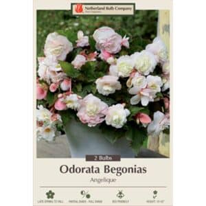 Begonia Odorata Angelique 2PK