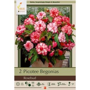 Begonia Picotee Rosebud 2PK