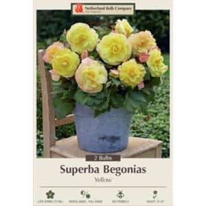 Begonia Superb Yellow 2PK