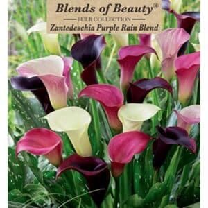 Calla Lily Purple Rain 3PK
