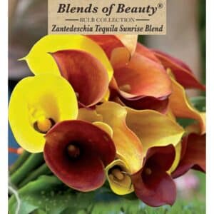 Calla Lily Tequila Sunrise 3PK
