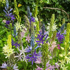 Cammassia Mix 6PK