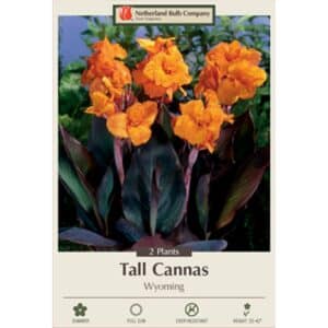 Canna Wyoming 2PK