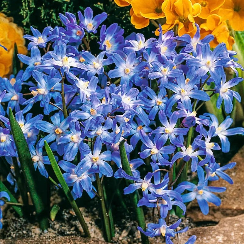 Chionodoxa forbesii 20PK - Image 2