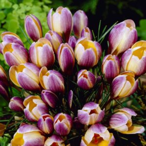 Crocus Advance 15PK