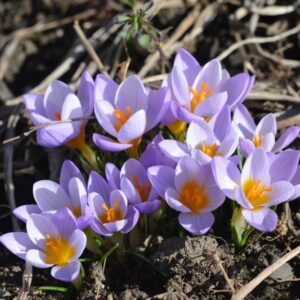 Crocus Firefly 20PK