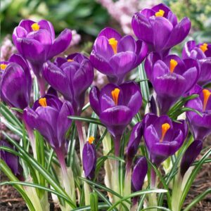 Crocus Flower Record 15PK