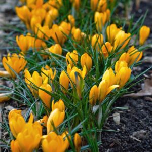 Crocus Golden Yellow 15PK
