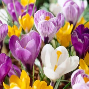 Crocus Giant Mix 15PK
