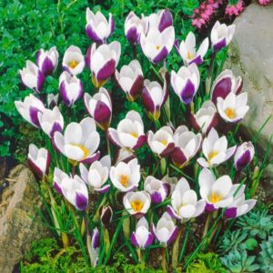 Crocus Lady Killer 10PK