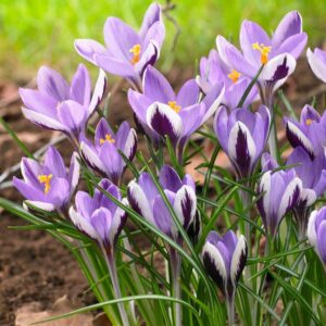 Crocus Minimus 10PK