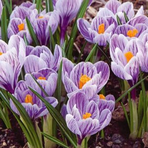 Crocus Pickwick 15PK
